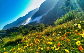 yellow and red flowers on green grass field near mountain under blue sky during daytime